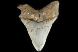 Bargain, Fossil Megalodon Tooth - North Carolina #86960-2